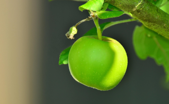 Tart Green Apples