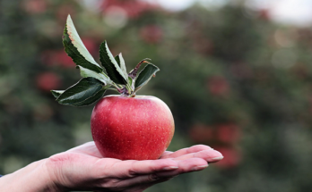 Pink Lady Apples for Pie