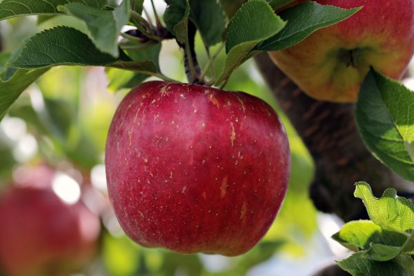 Braeburn Apple