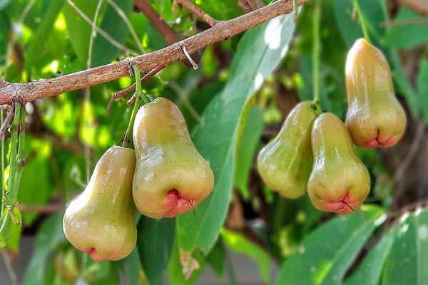 Rose Apple