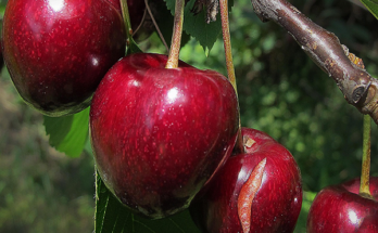 Cherry Apple Fruit