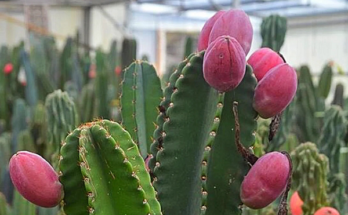 Peruvian apple cactus fruit