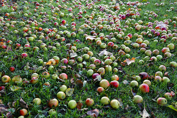 Apple from seed to fruit