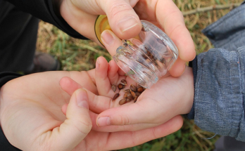 apple from seed to fruit
